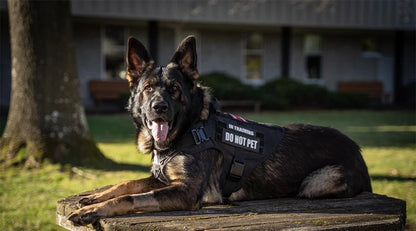 Ensembles de harnais pour chiens de taille moyenne et grande